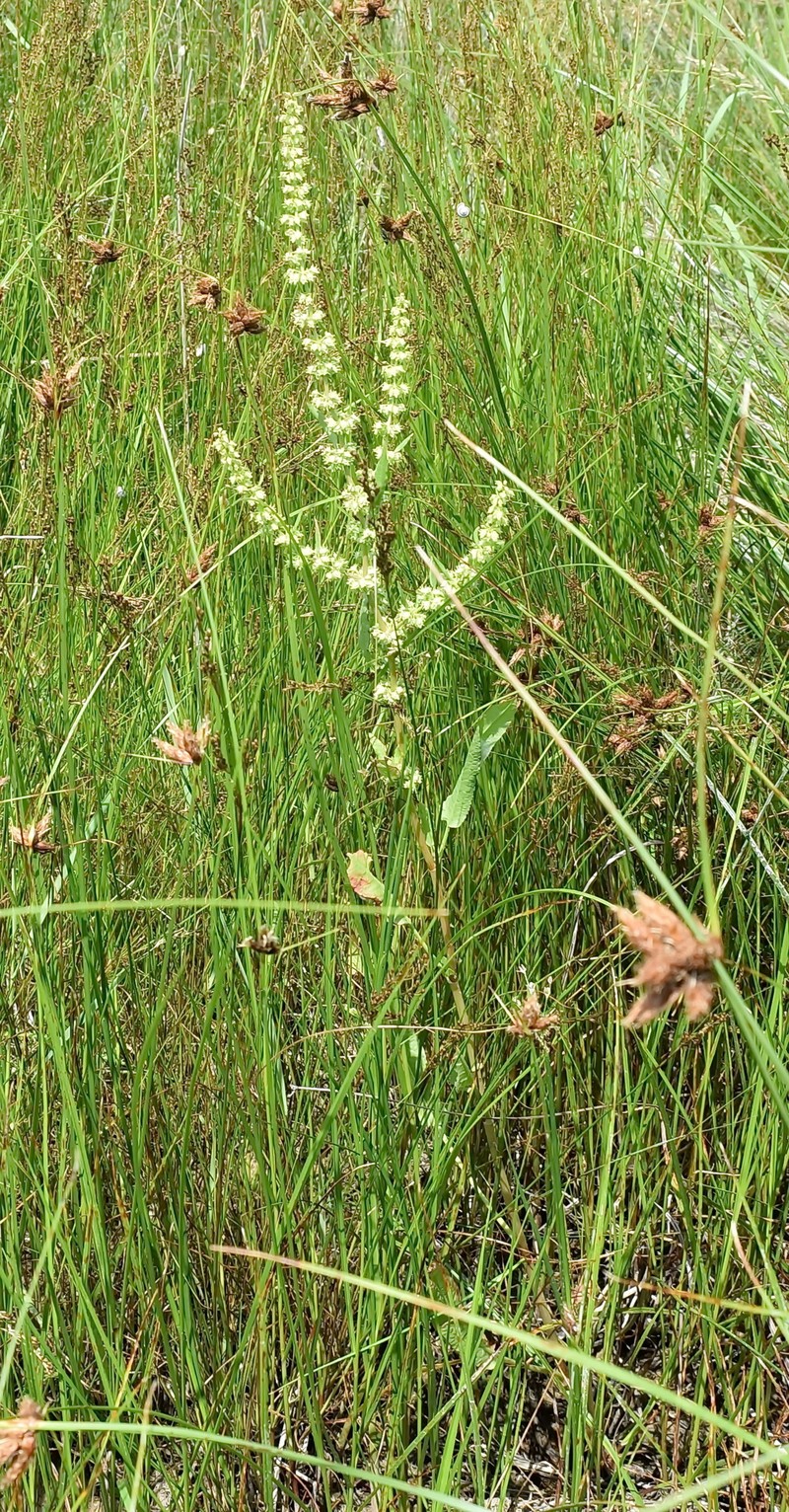Rumex dentatus subsp. dentatus