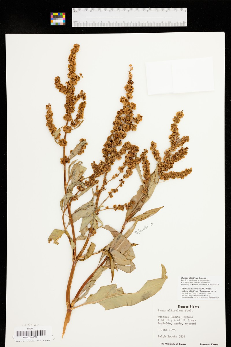 Rumex ellipticus