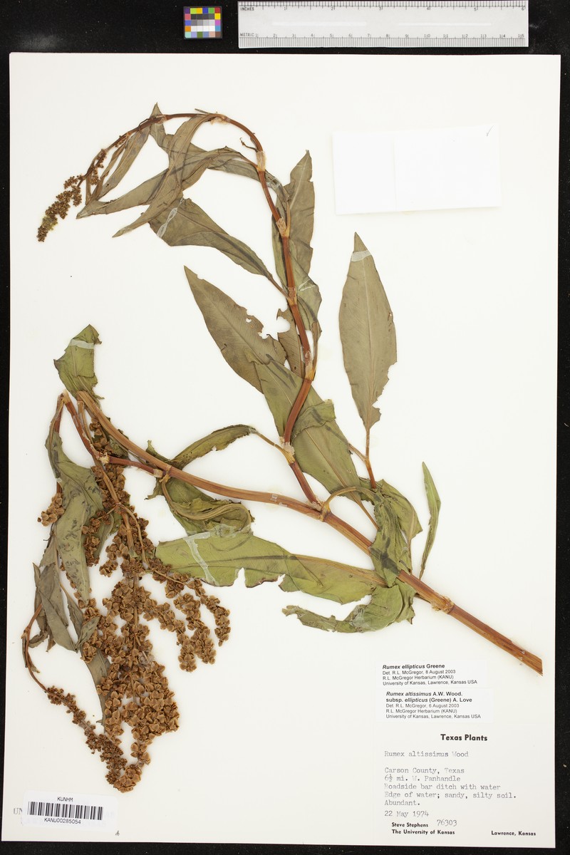 Rumex ellipticus photo 2