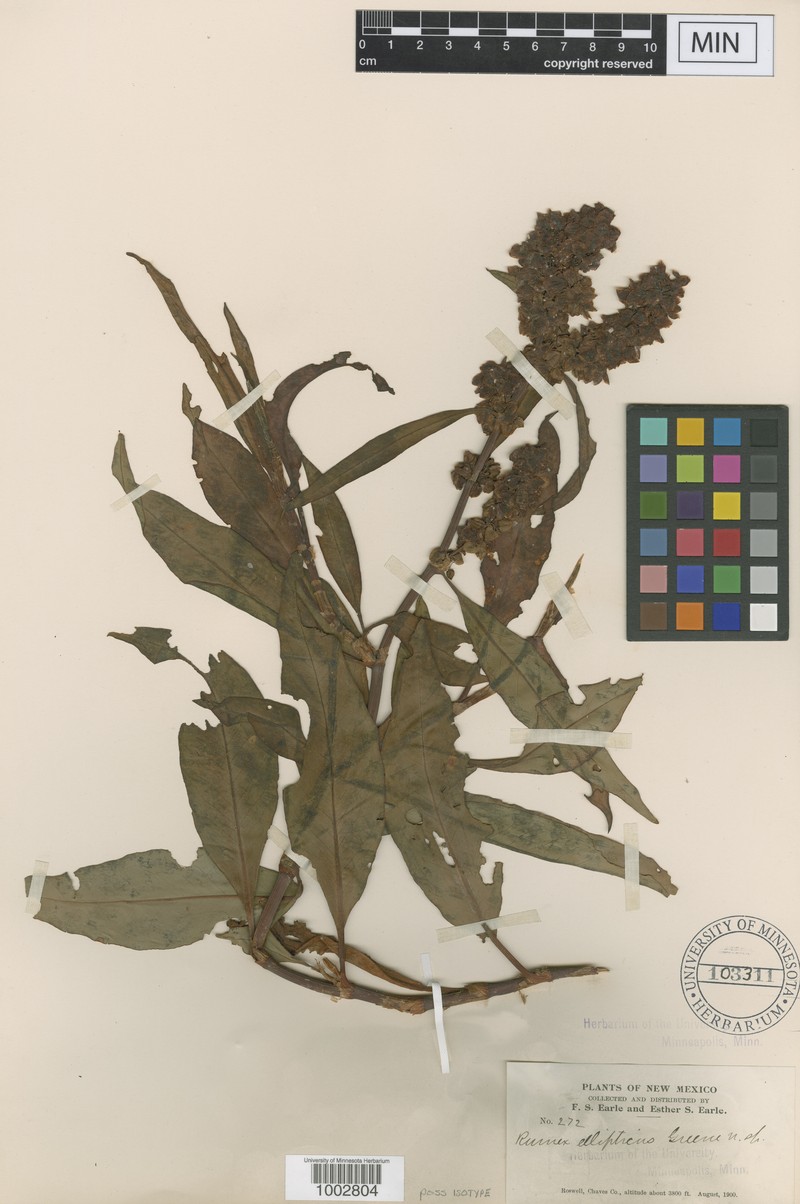 Rumex ellipticus photo 3