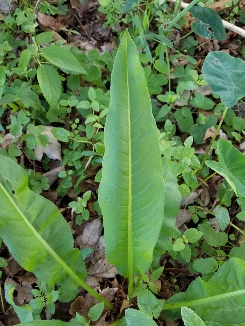 Rumex floridanus