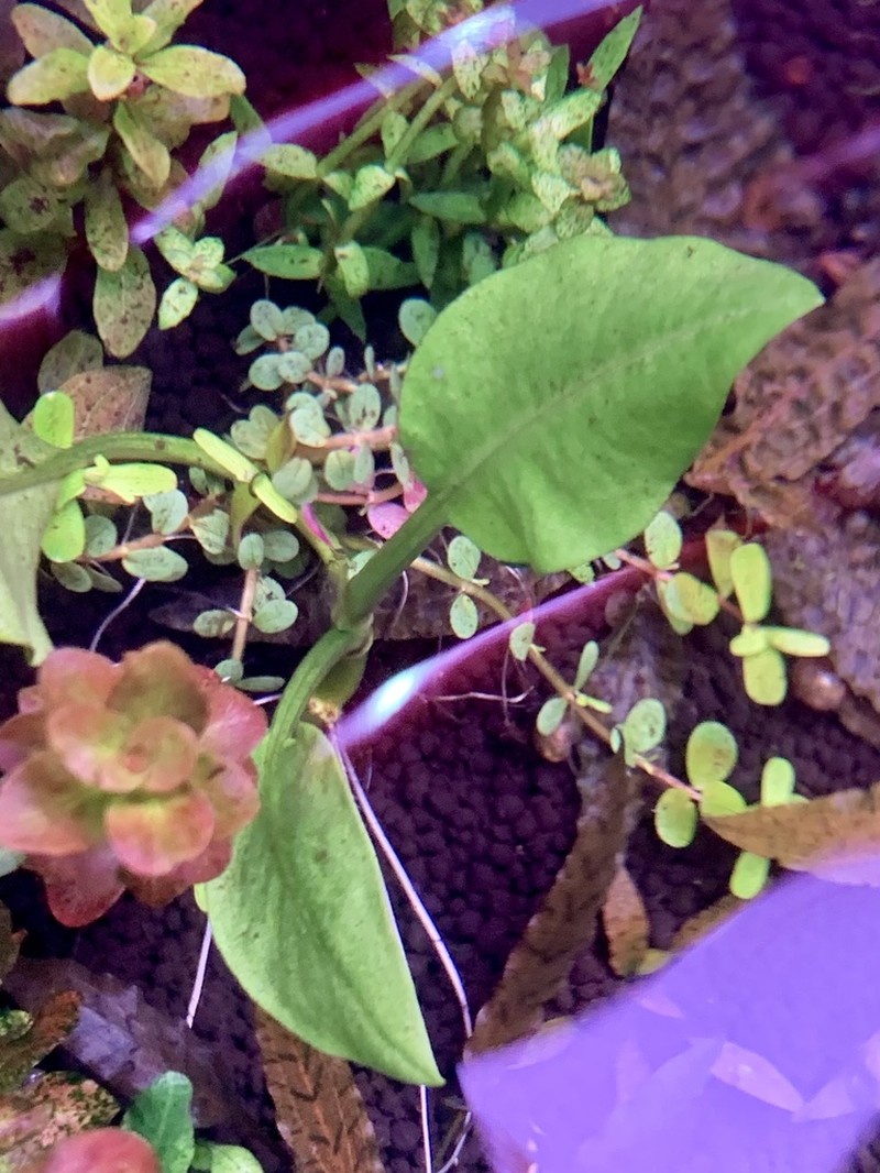 Rumex floridanus photo 2