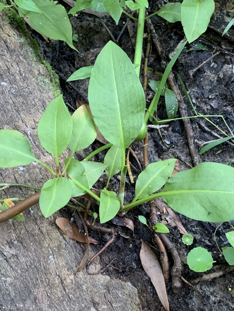 Rumex floridanus photo 3