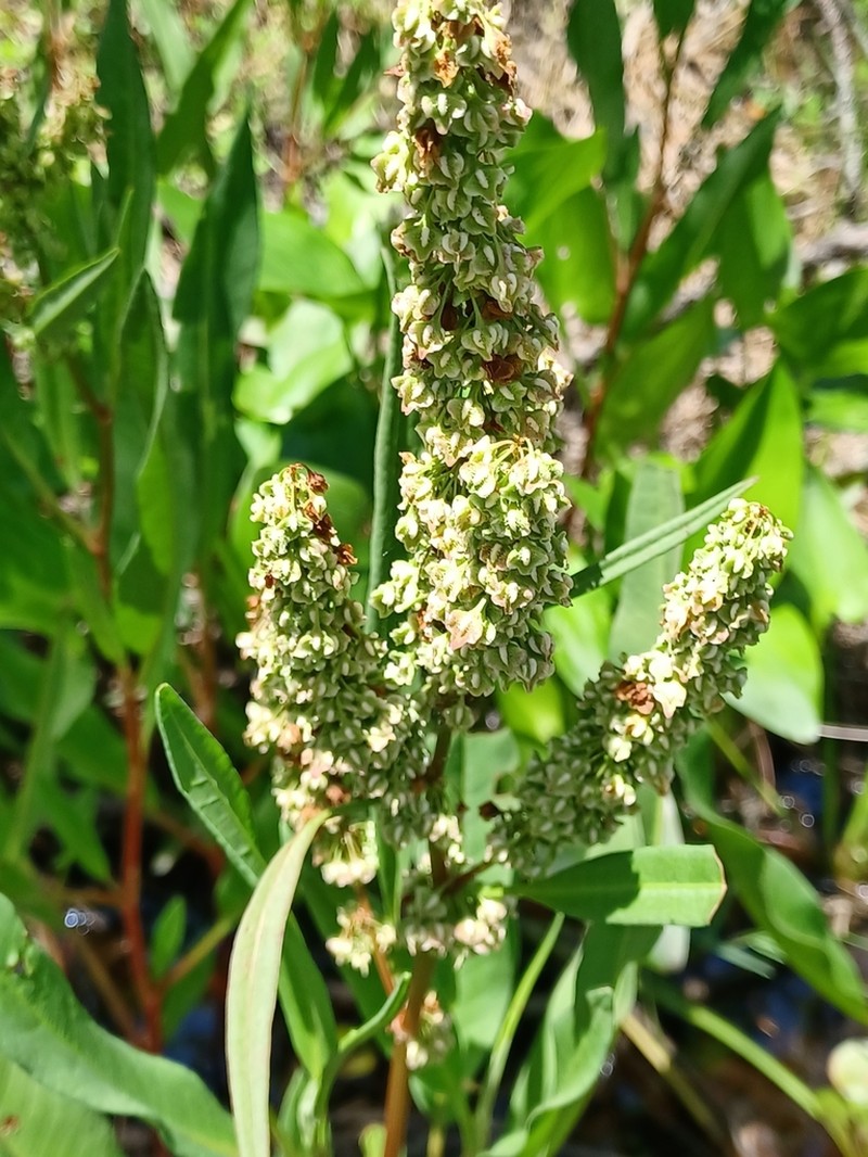 Rumex floridanus photo 4