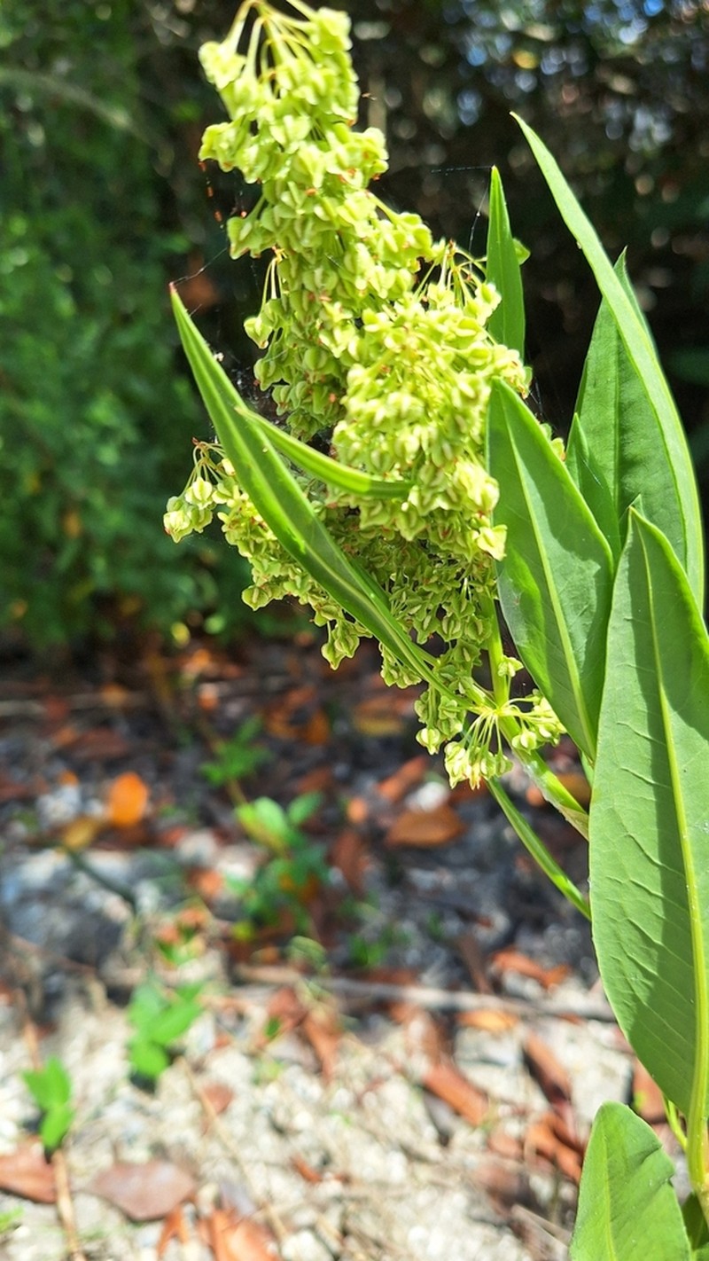 Rumex floridanus photo 5