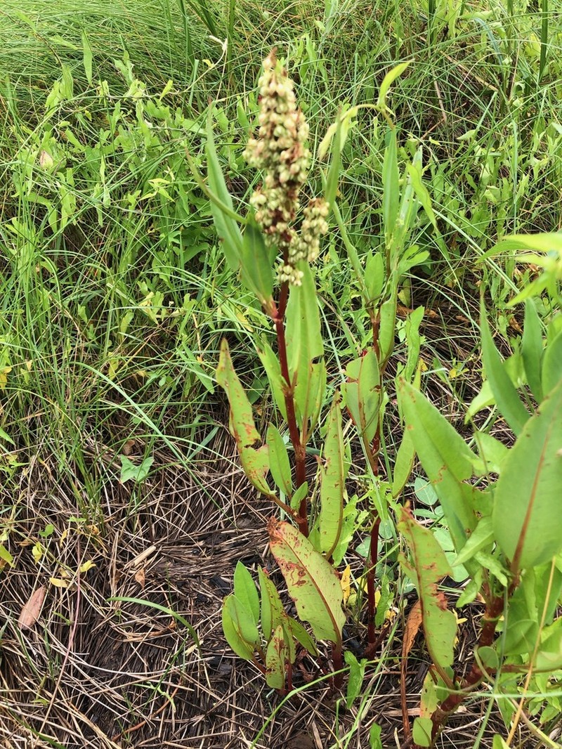 Rumex floridanus photo 6