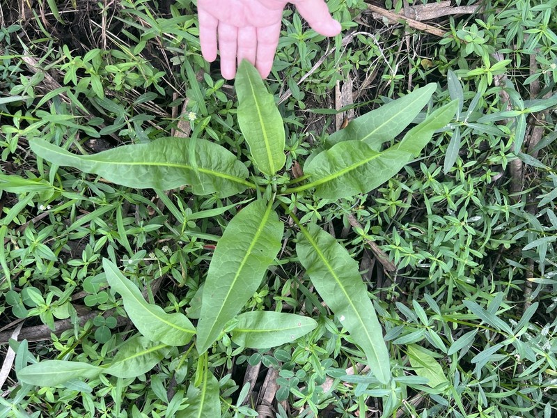 Rumex floridanus photo 7