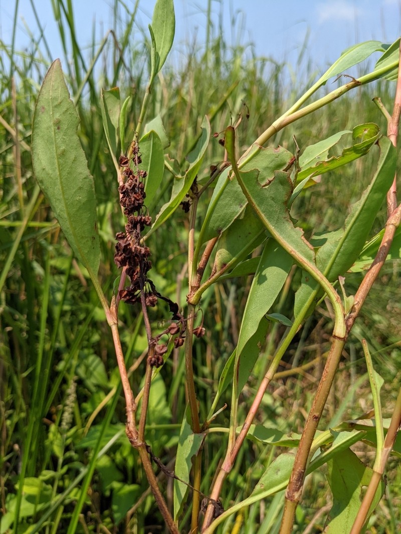 Rumex floridanus photo 8