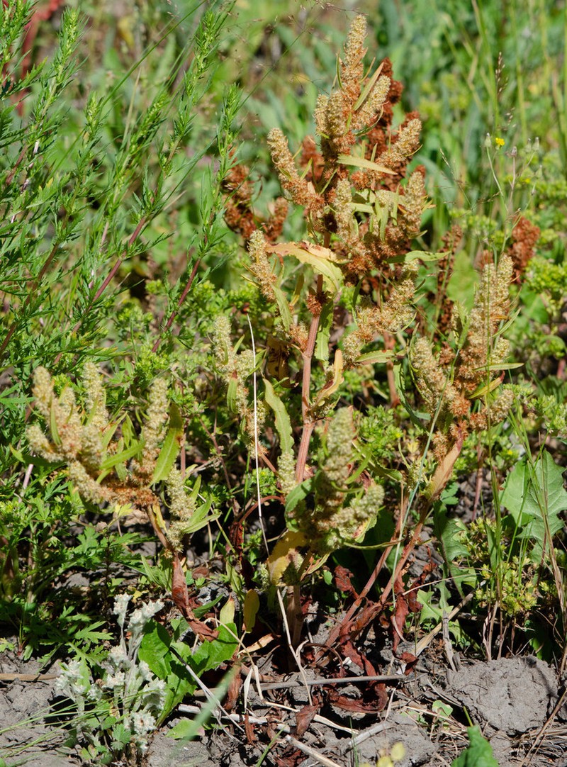 Rumex fueginus