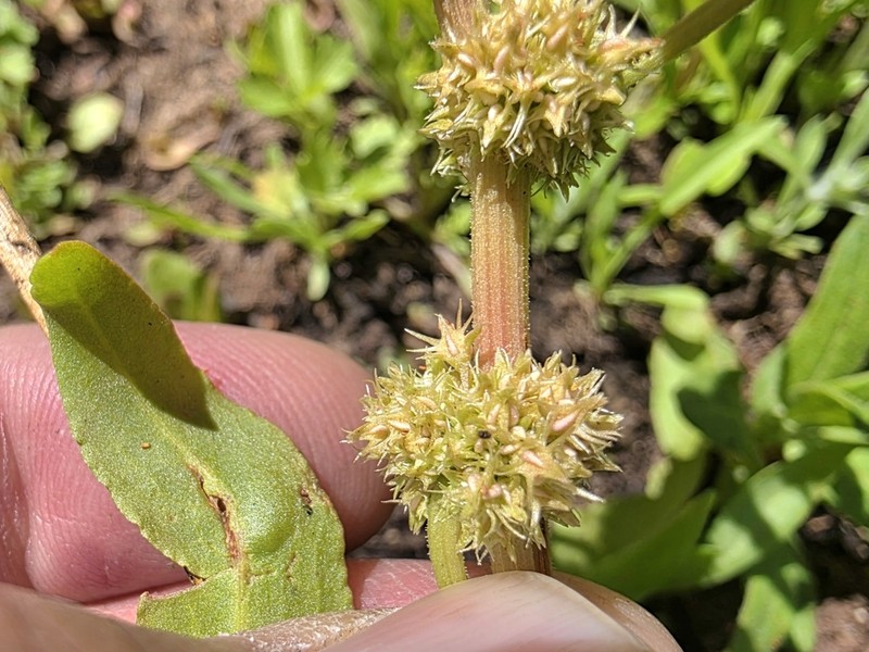 Rumex fueginus photo 2