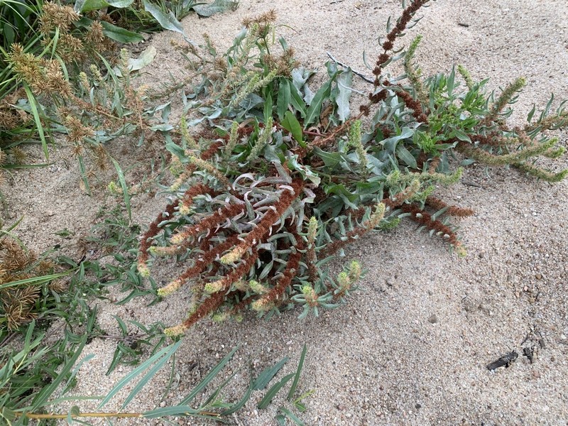 Rumex fueginus photo 3