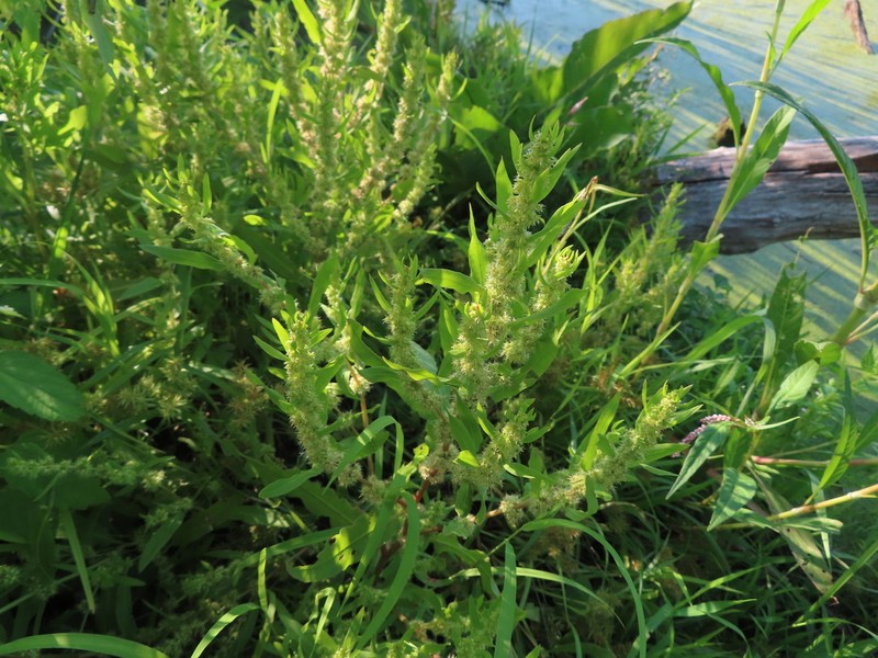 Rumex fueginus photo 4