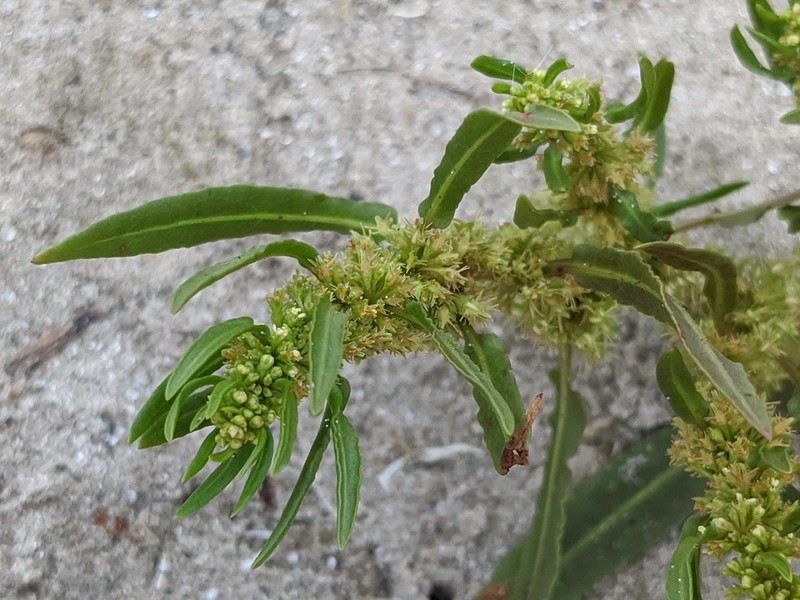 Rumex fueginus photo 5