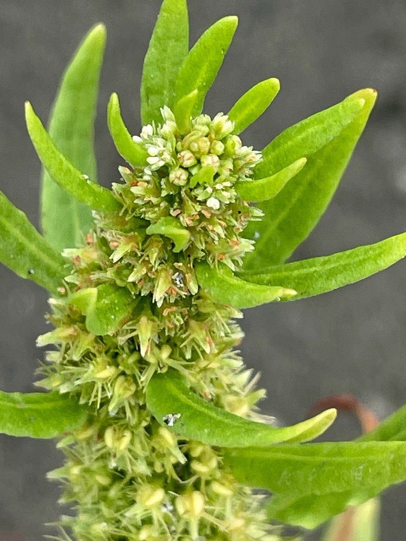 Rumex fueginus photo 6