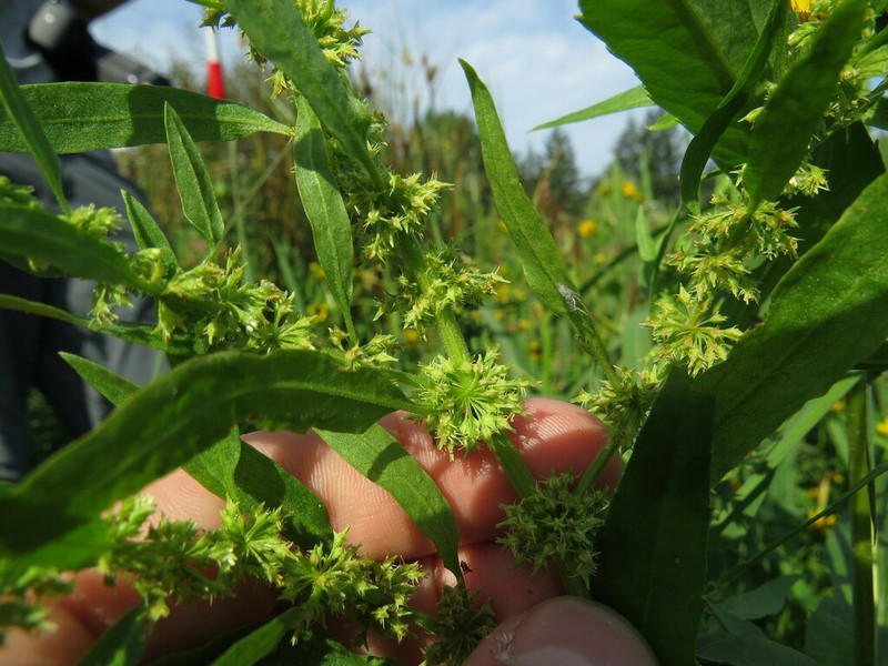 Rumex fueginus photo 7