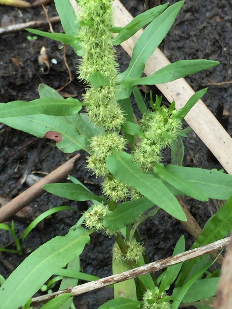 Rumex fueginus photo 8
