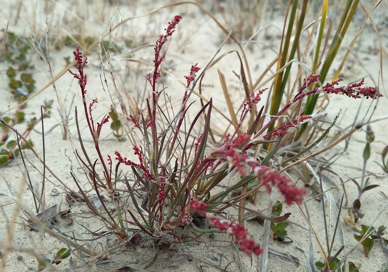 Grassleaf Sorrel