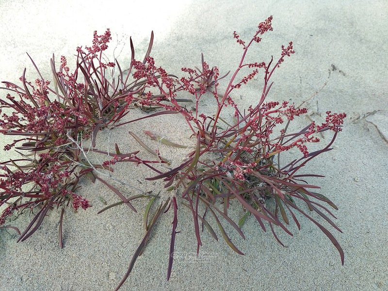 Grassleaf Sorrel photo 2