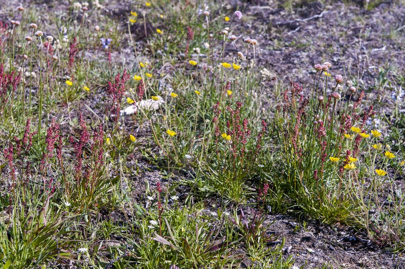 Grassleaf Sorrel photo 3