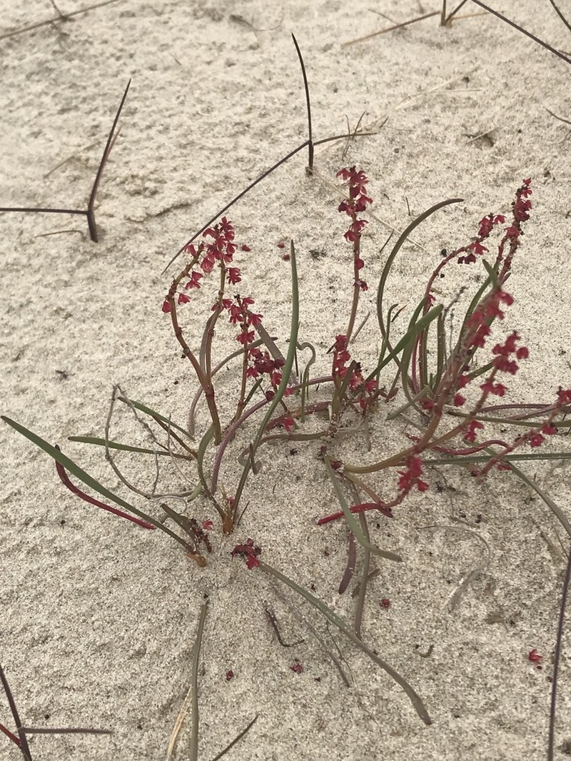 Grassleaf Sorrel photo 4
