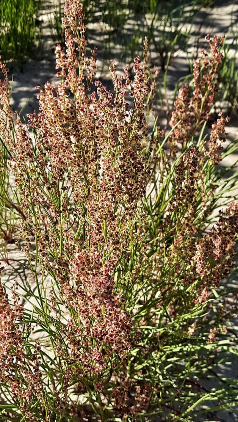 Grassleaf Sorrel photo 5
