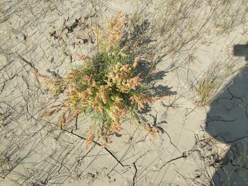 Grassleaf Sorrel photo 6