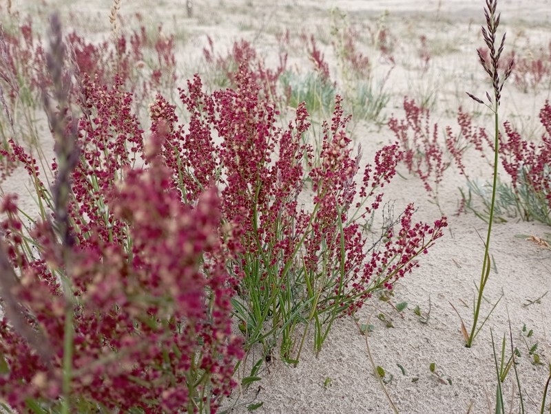 Grassleaf Sorrel photo 8