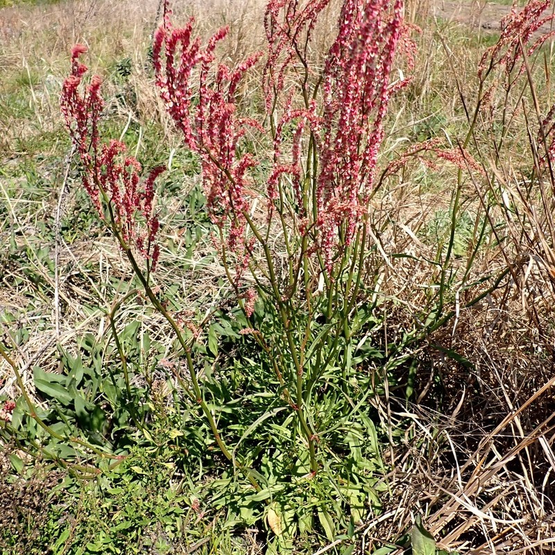 Heartwing Sorrel photo 2