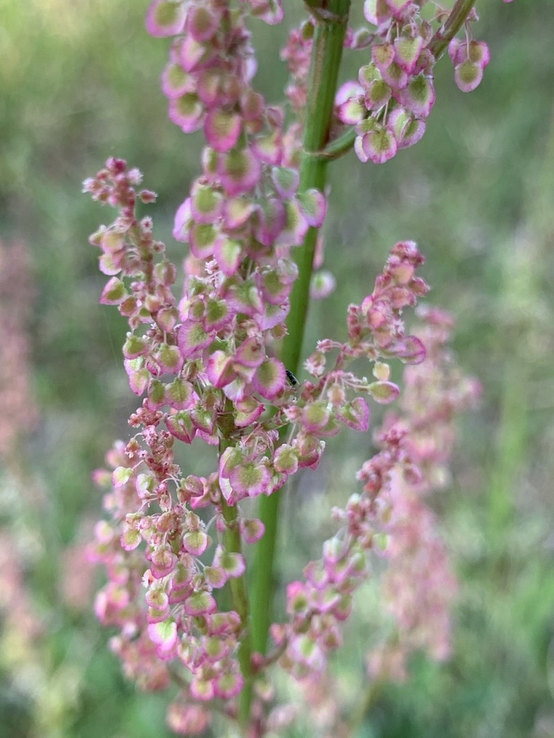 Heartwing Sorrel photo 3
