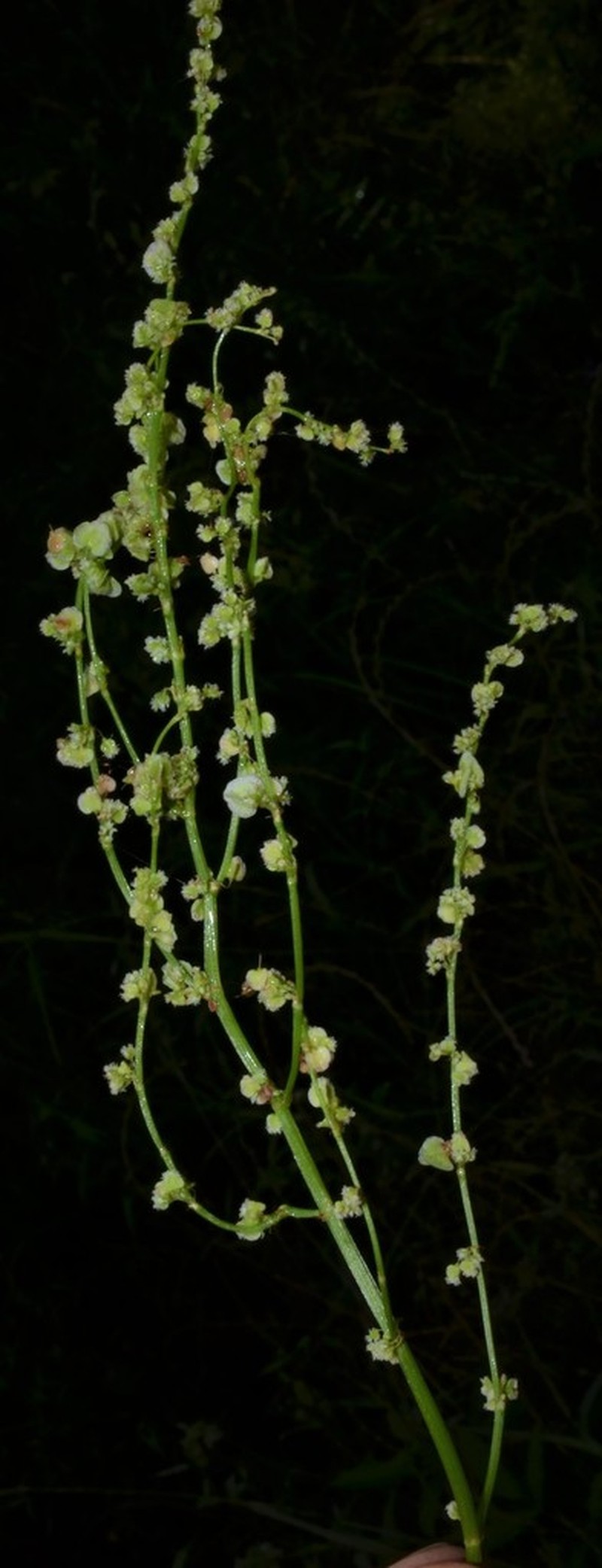 Heartwing Sorrel photo 4