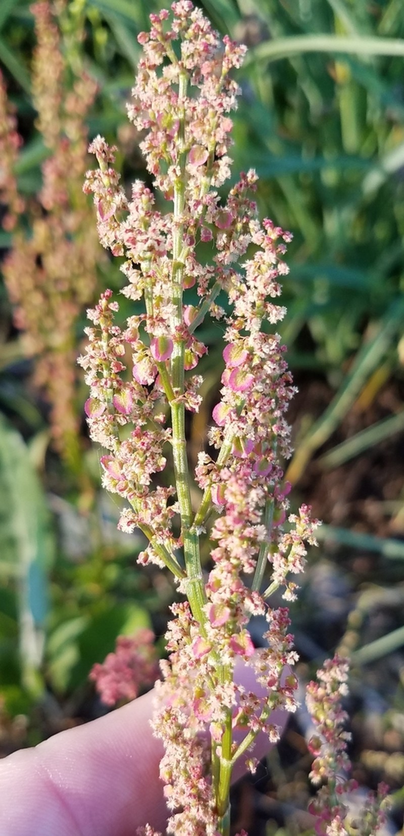 Heartwing Sorrel photo 5