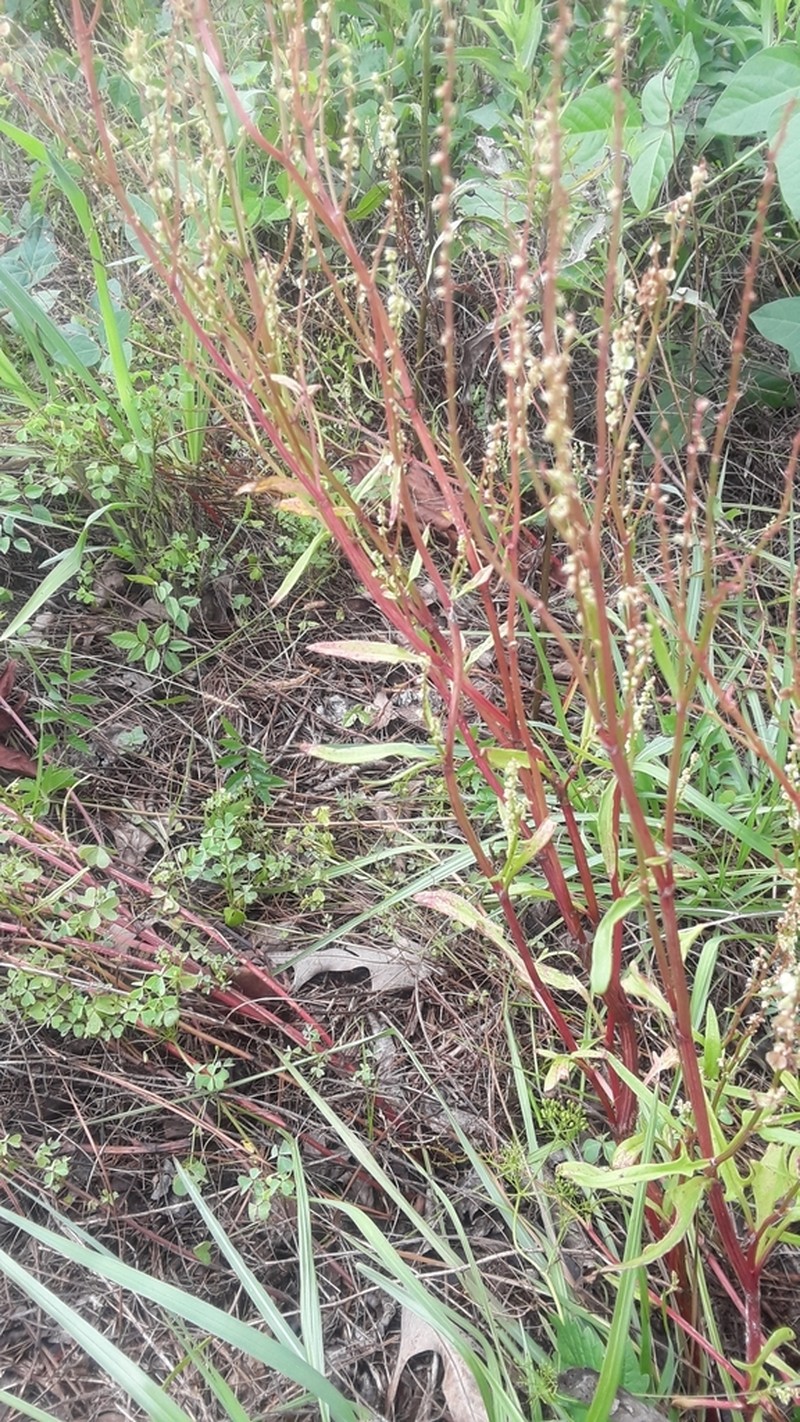 Heartwing Sorrel photo 6