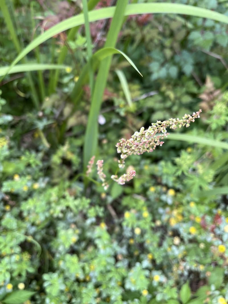 Heartwing Sorrel photo 7