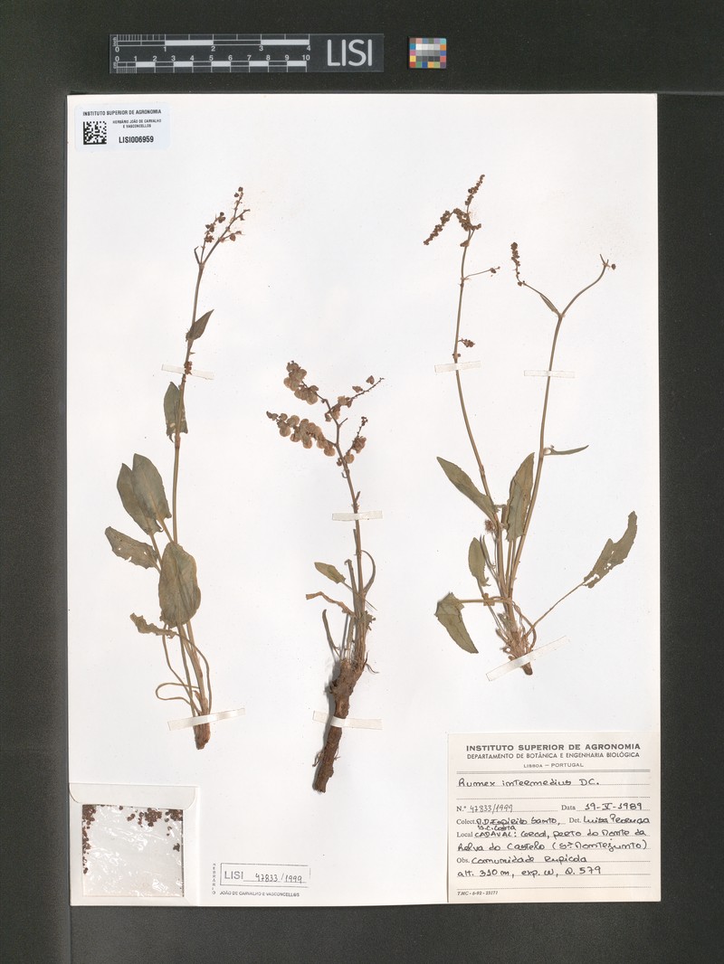 Rumex intermedius subsp. intermedius