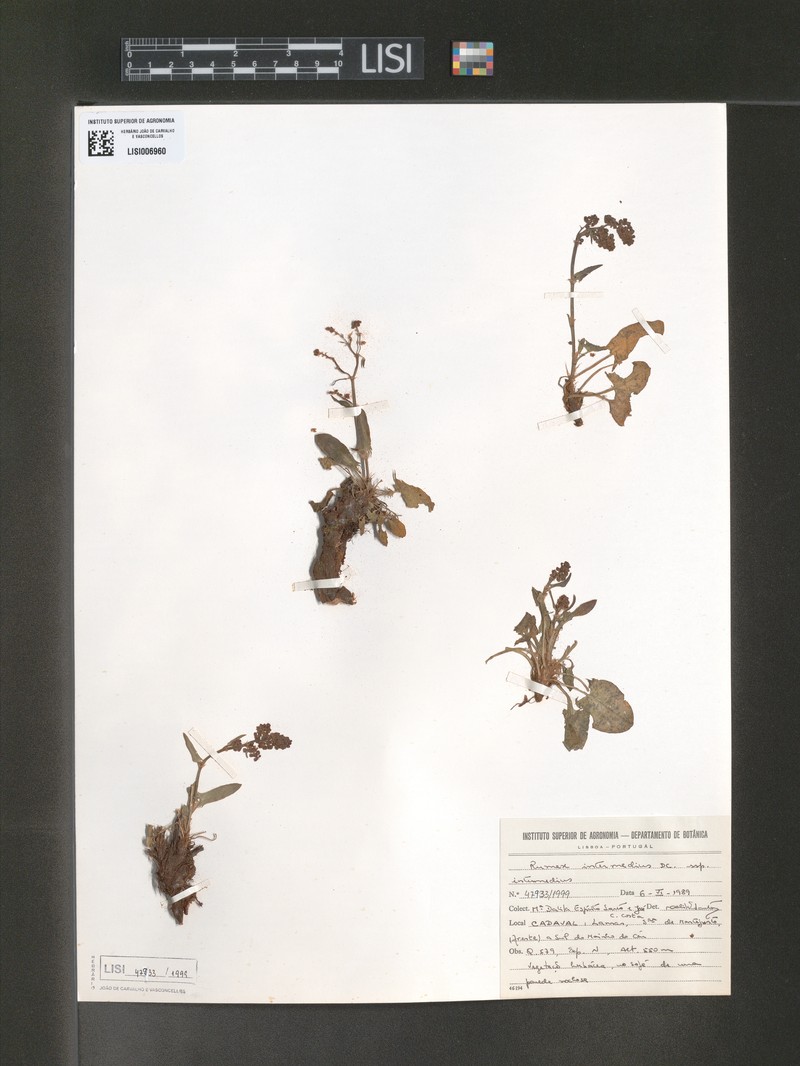 Rumex intermedius subsp. intermedius photo 2