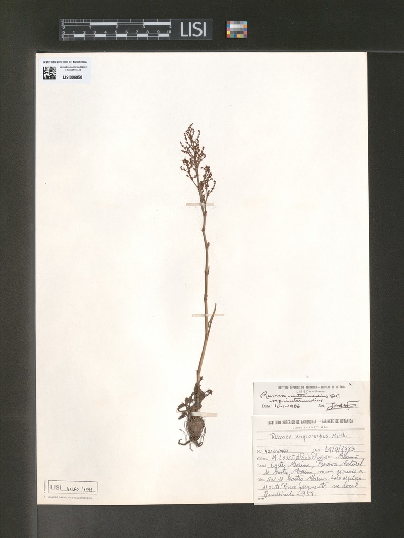 Rumex intermedius subsp. intermedius photo 3