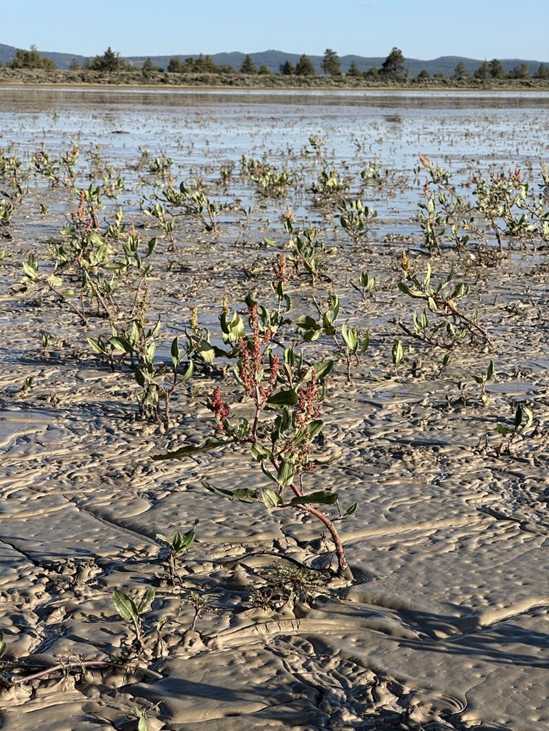 Rumex lacustris