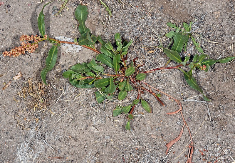 Rumex lacustris photo 2