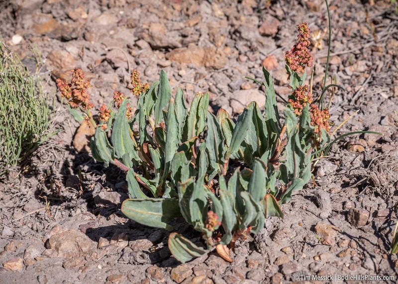 Rumex lacustris photo 3