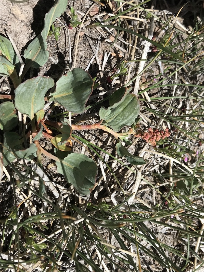 Rumex lacustris photo 4