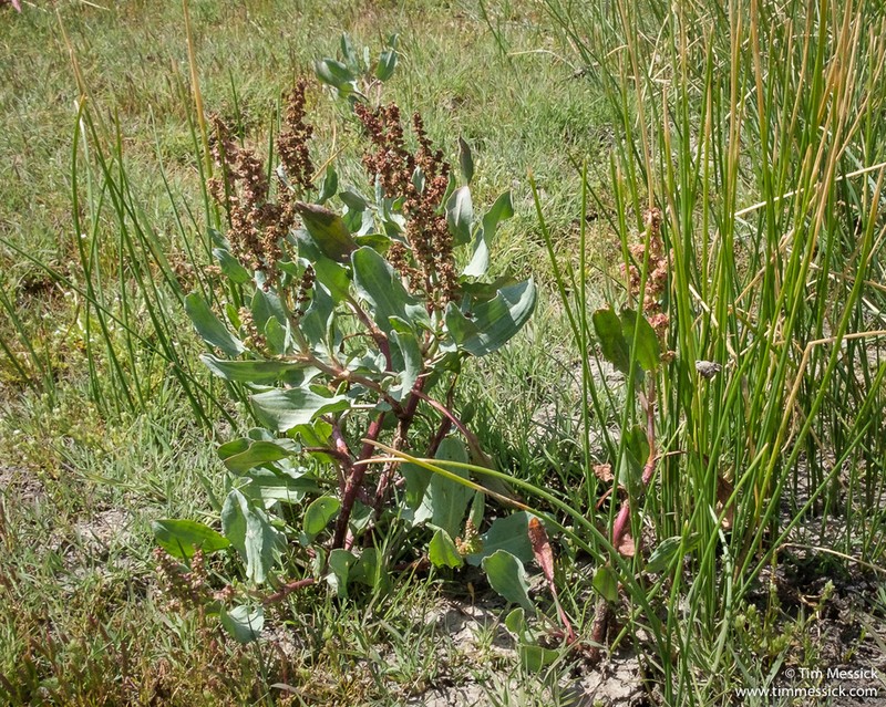 Rumex lacustris photo 5