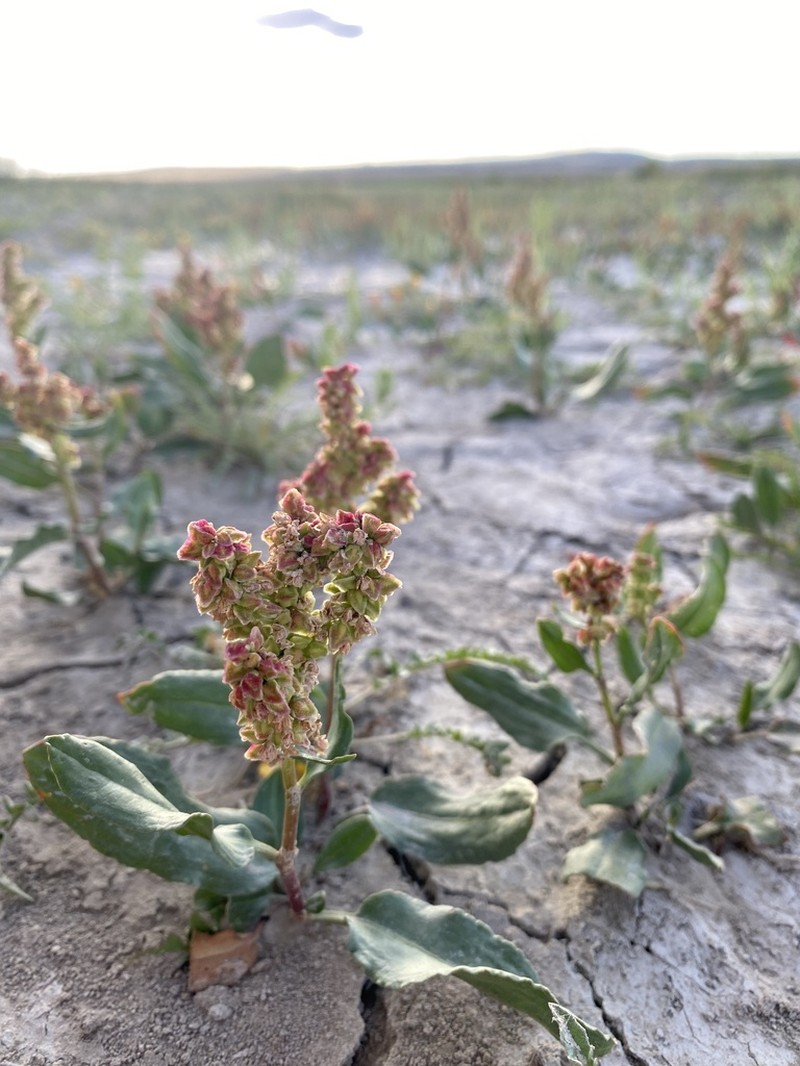 Rumex lacustris photo 6
