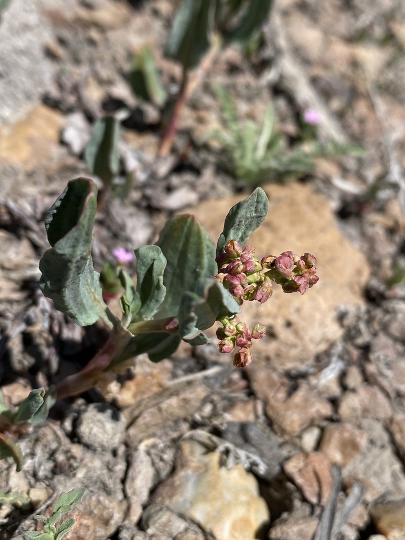 Rumex lacustris photo 7