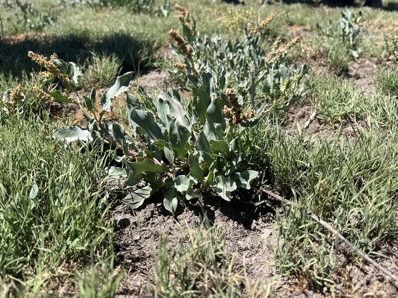 Rumex lacustris photo 8