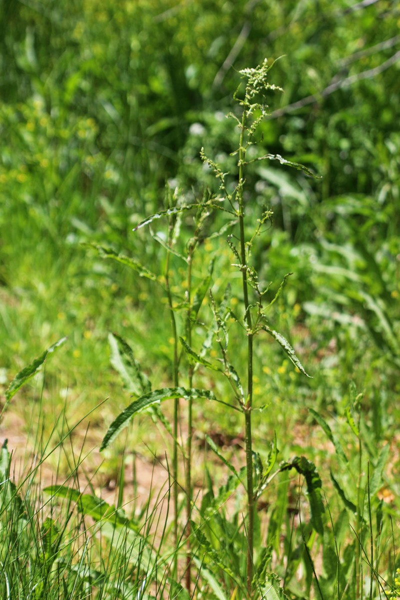 Rumex mexicanus