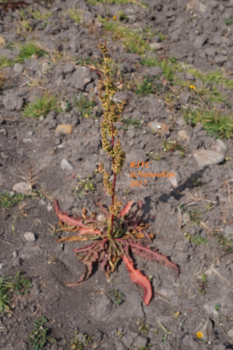 Rumex mexicanus photo 3