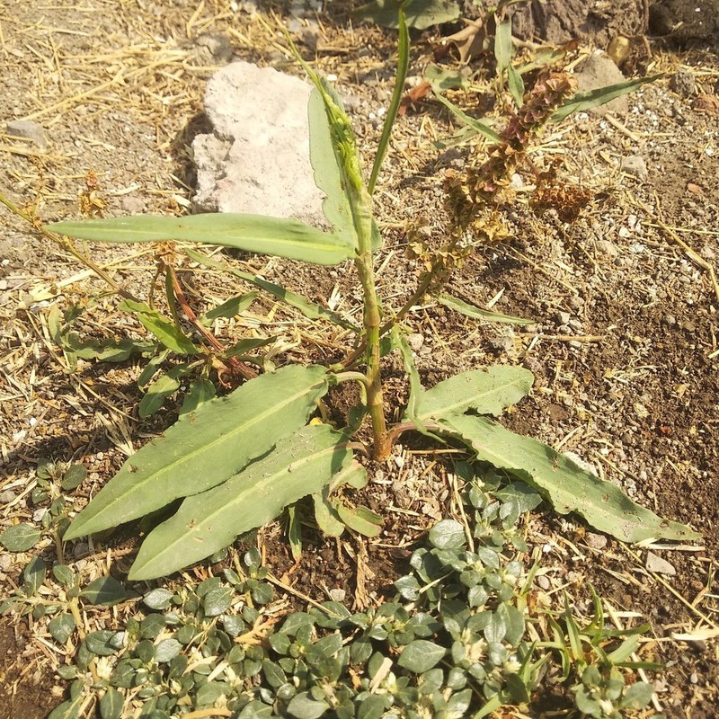 Rumex mexicanus photo 4