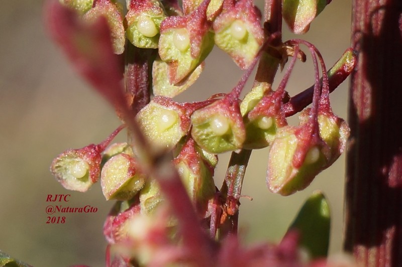 Rumex mexicanus photo 5