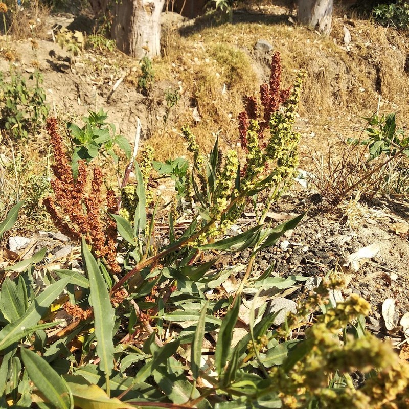 Rumex mexicanus photo 6