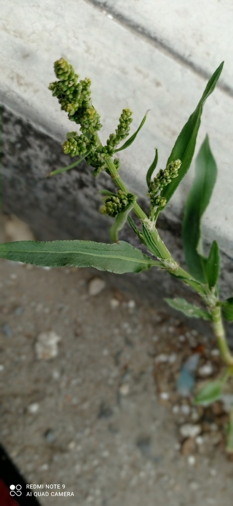 Rumex mexicanus photo 7
